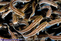 Lined eel catfish. Canon 40D, Sigma 50mm macro. by Alexander Nikolaev 